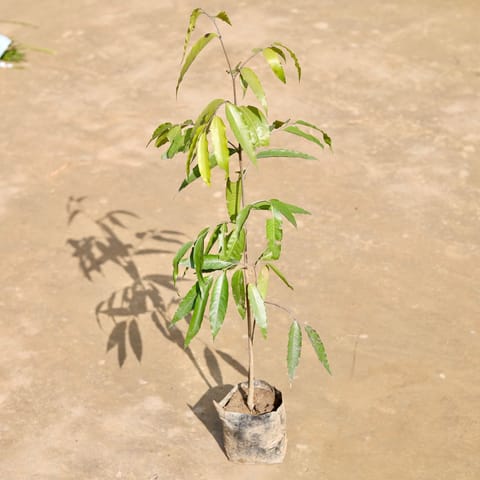 Ashoka (~ 2 Ft) in 5 inch Nursery Bag