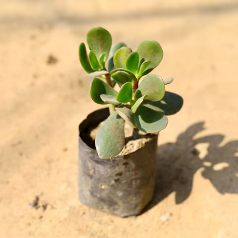 Good Luck Crassula Ovata Succulent in 4 Inch Nursery Bag