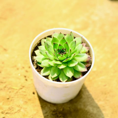 Laxmi Kamal Succulent in 4 Inch Nursery Pot