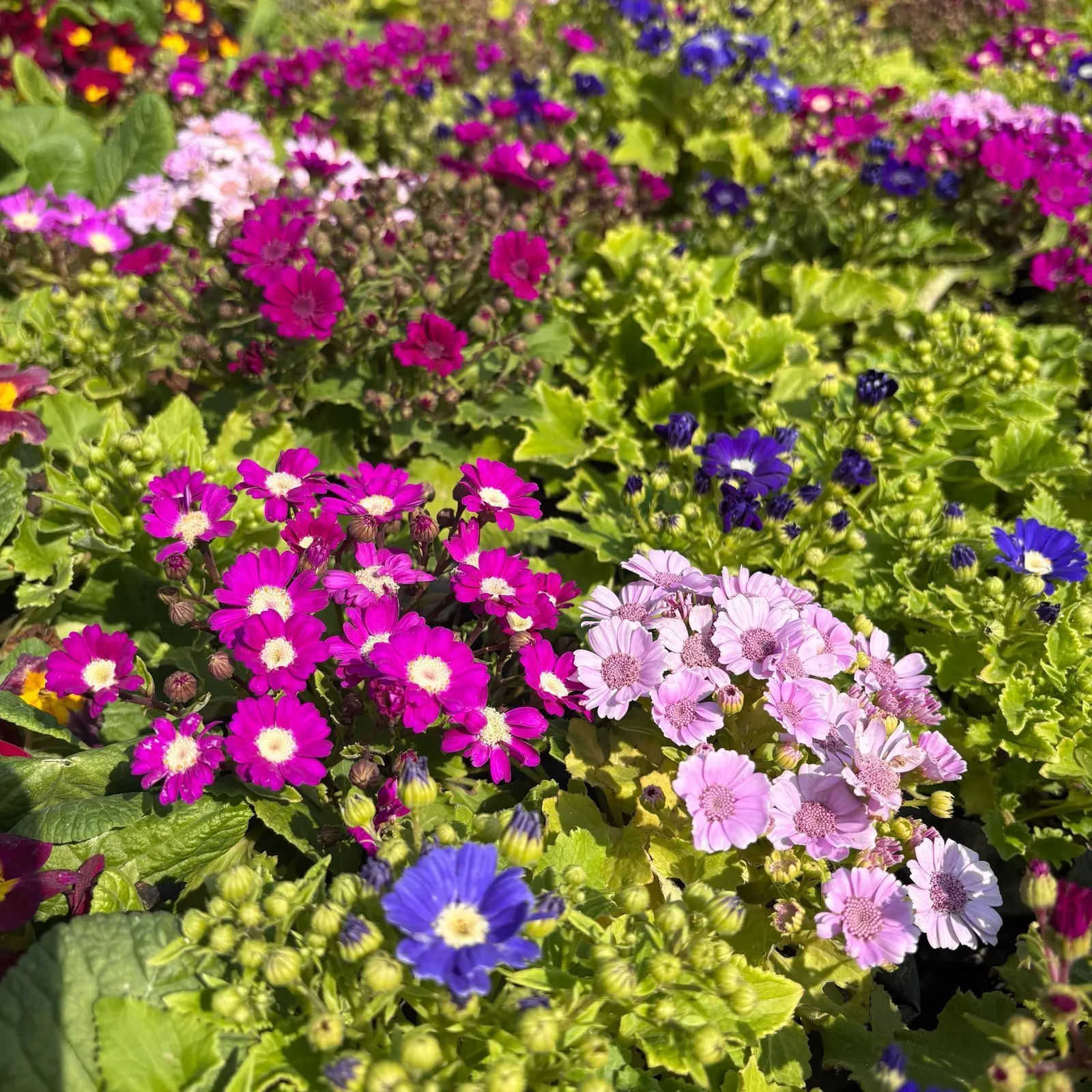 Cineraria (Any Colour) in 4 Inch Nursery Bag