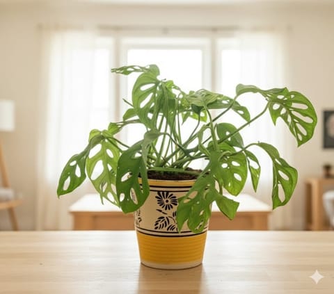 Monstera Broken Heat in 5 Inch Live Plant Yellow Black Flower Designer Balti Shaped Ceramic Pot