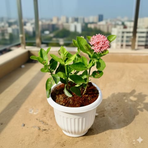 Ixora Pink Pune in 8 Inch White Olive Plastic Pot