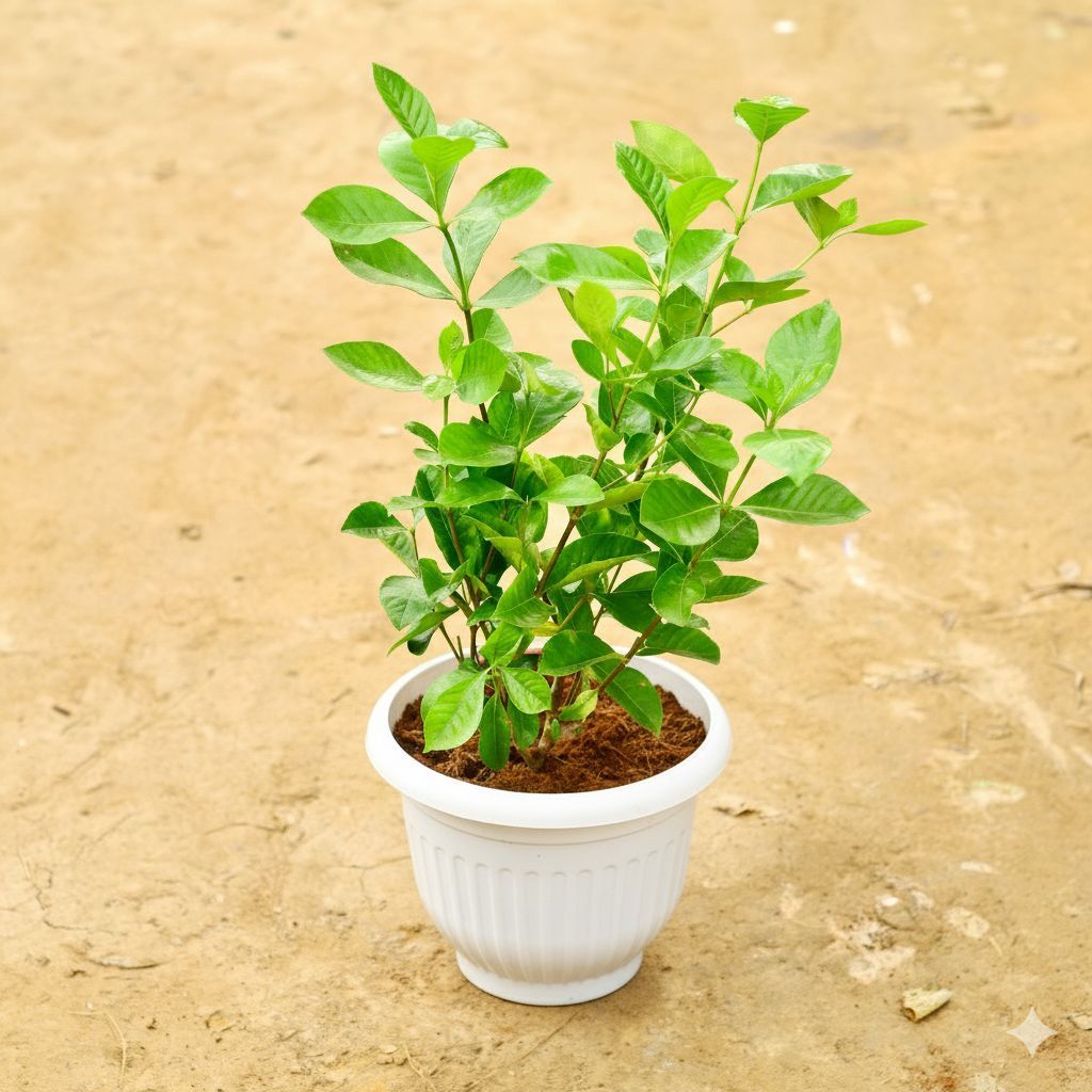 Gandhraj / Gardenia White Pune in 08 Inch White Olive Plastic Pot