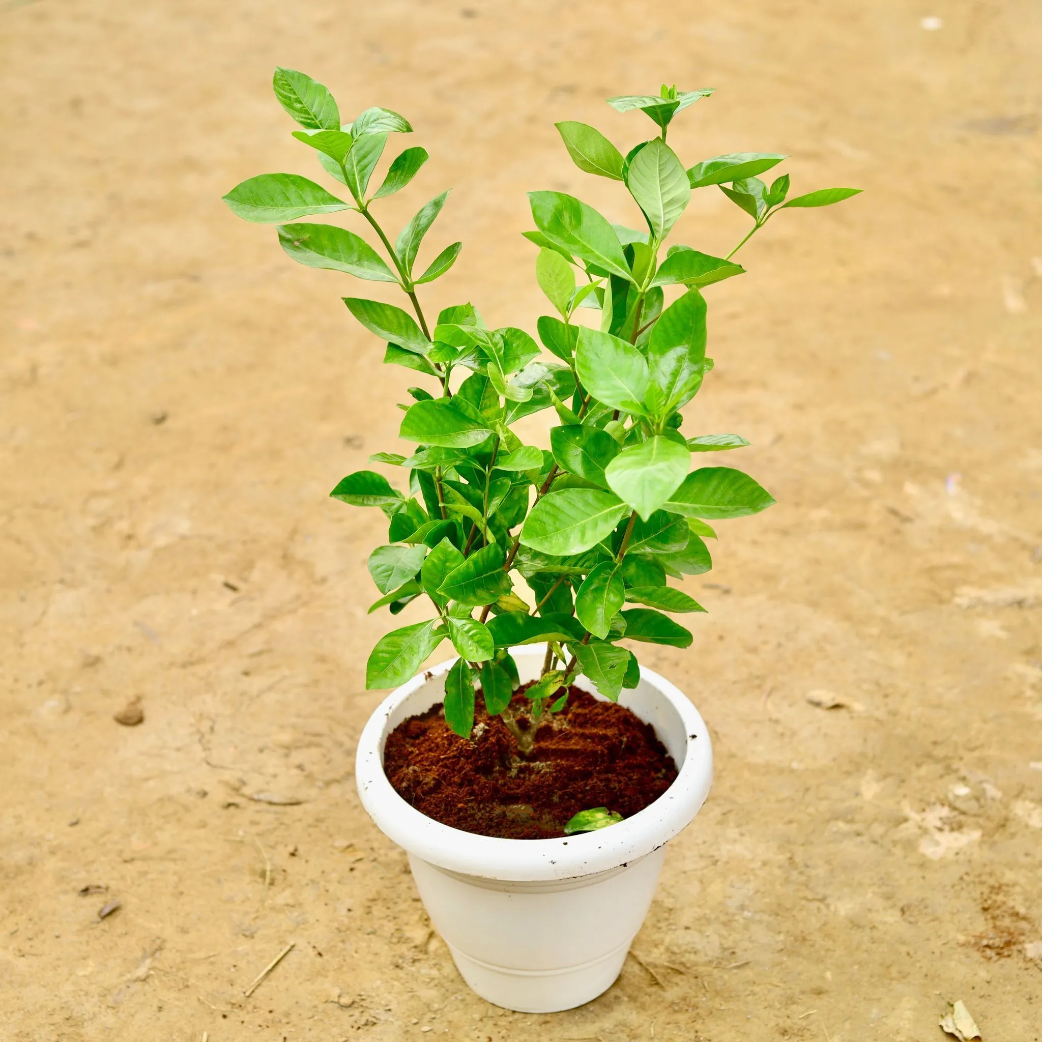 Gandhraj / Gardenia White Pune in 10 Inch White Classy Plastic Pot