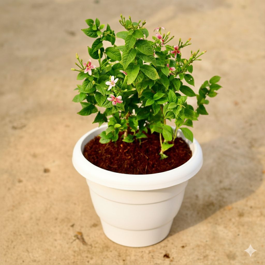 Madhu Malti Dwarf / Rangoon Creeper Pink Pune in 8 Inch Classy White Classy Plastic Pot