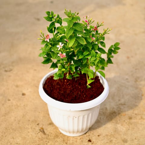 Madhu Malti Dwarf / Rangoon Creeper Pink Pune in 8 Inch White Olive Plastic Pot