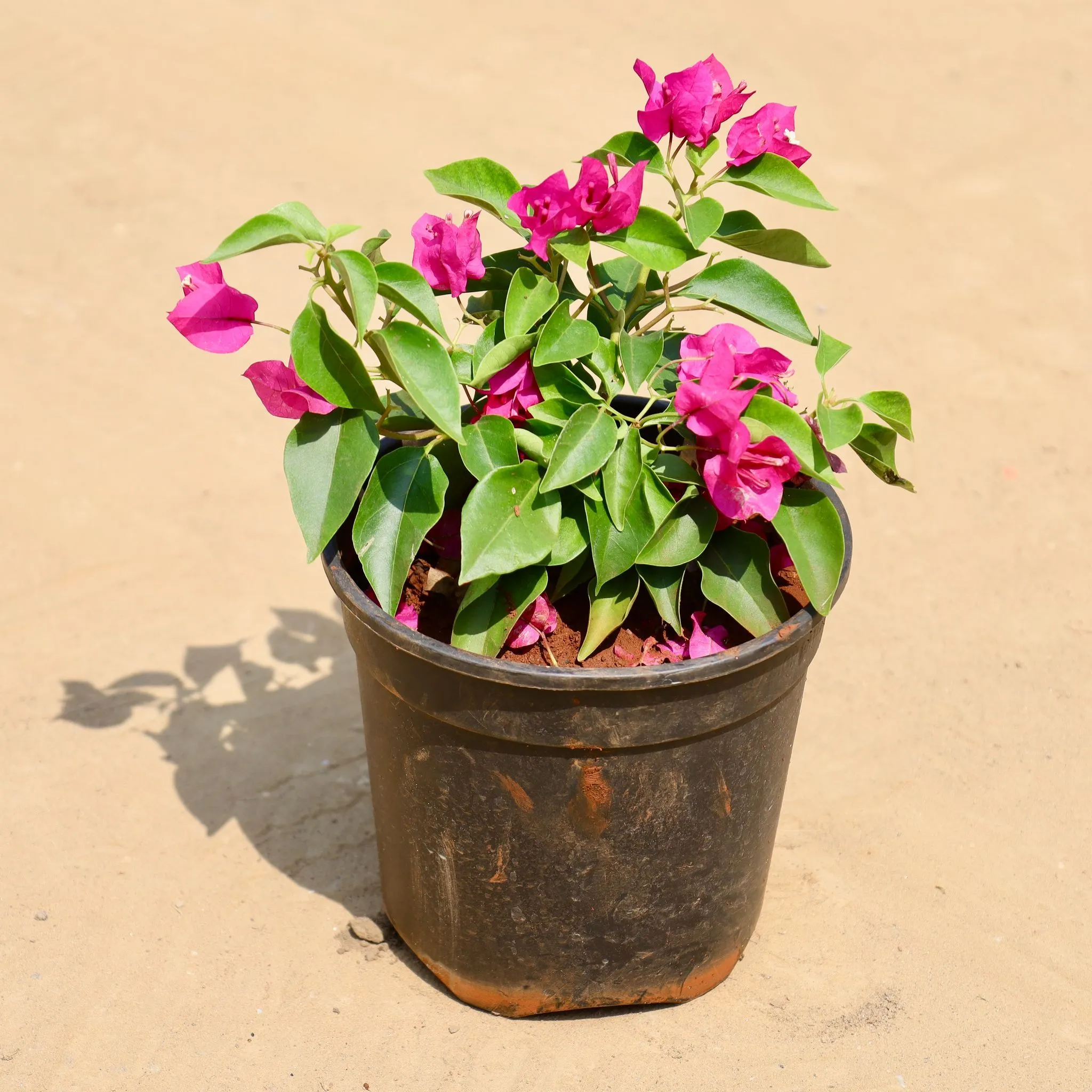 Bougainvillea Pink Dwarf Pune in 5 Inch Nursery Pot