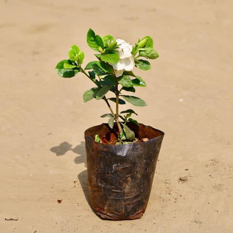 Gardenia / Gandhraj White Pune in 6 Inch Nursery Bag