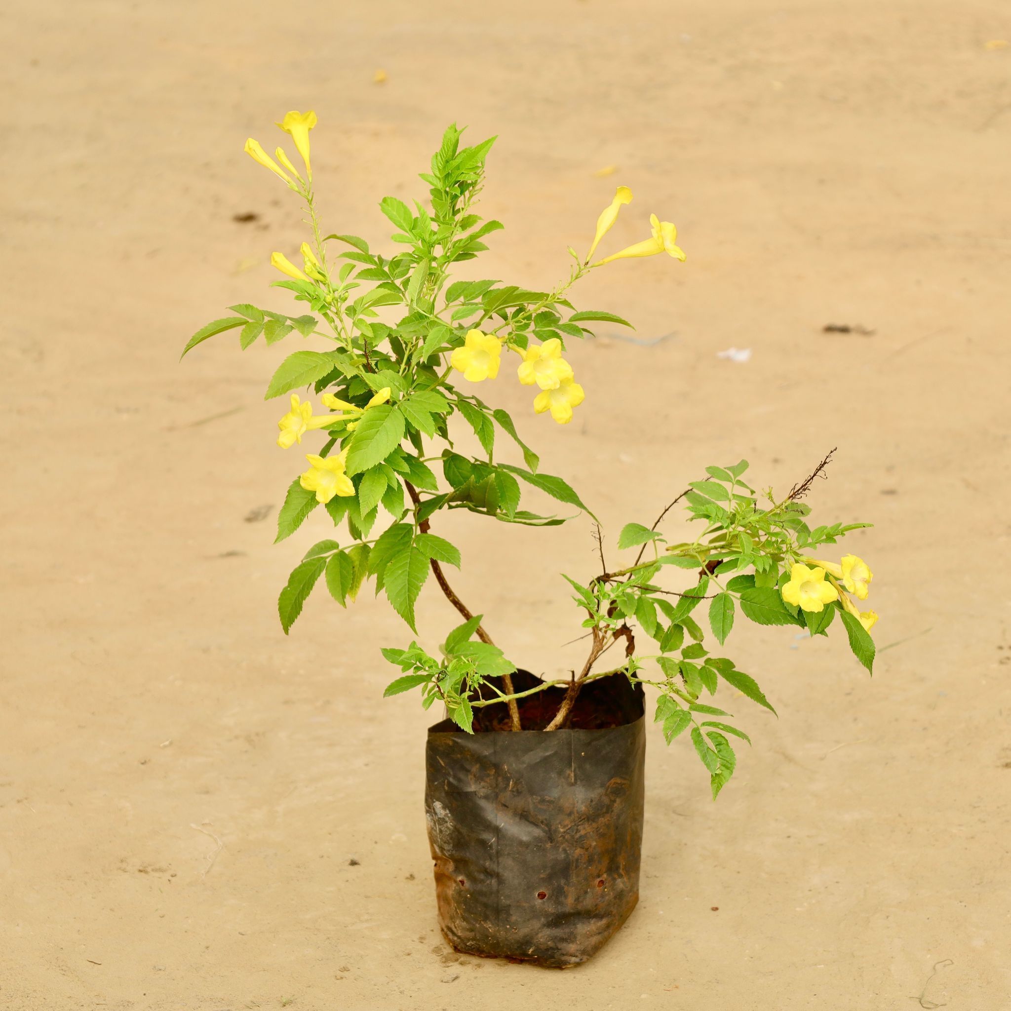 Tecoma Yellow (~ 1 ft) Pune in 6 Inch Nursery Bag
