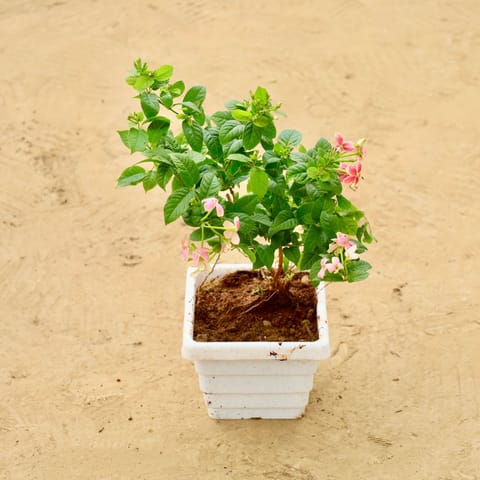Madhumalti / Rangoon Creeper Pink Pune in 6 Inch White Marble Premium Orchid Square Plastic Pot