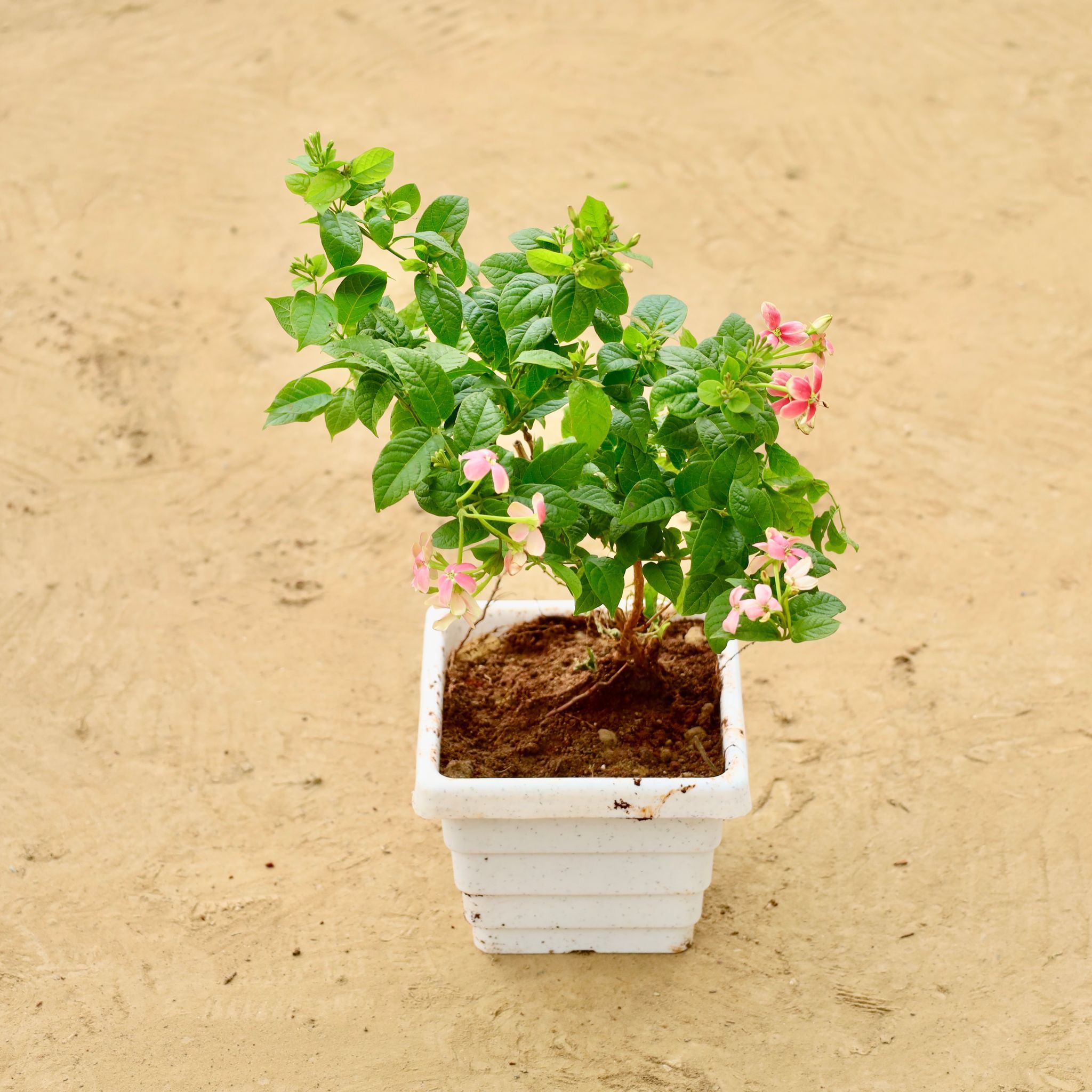Madhumalti / Rangoon Creeper Pink Pune in 6 Inch White Marble Premium Orchid Square Plastic Pot