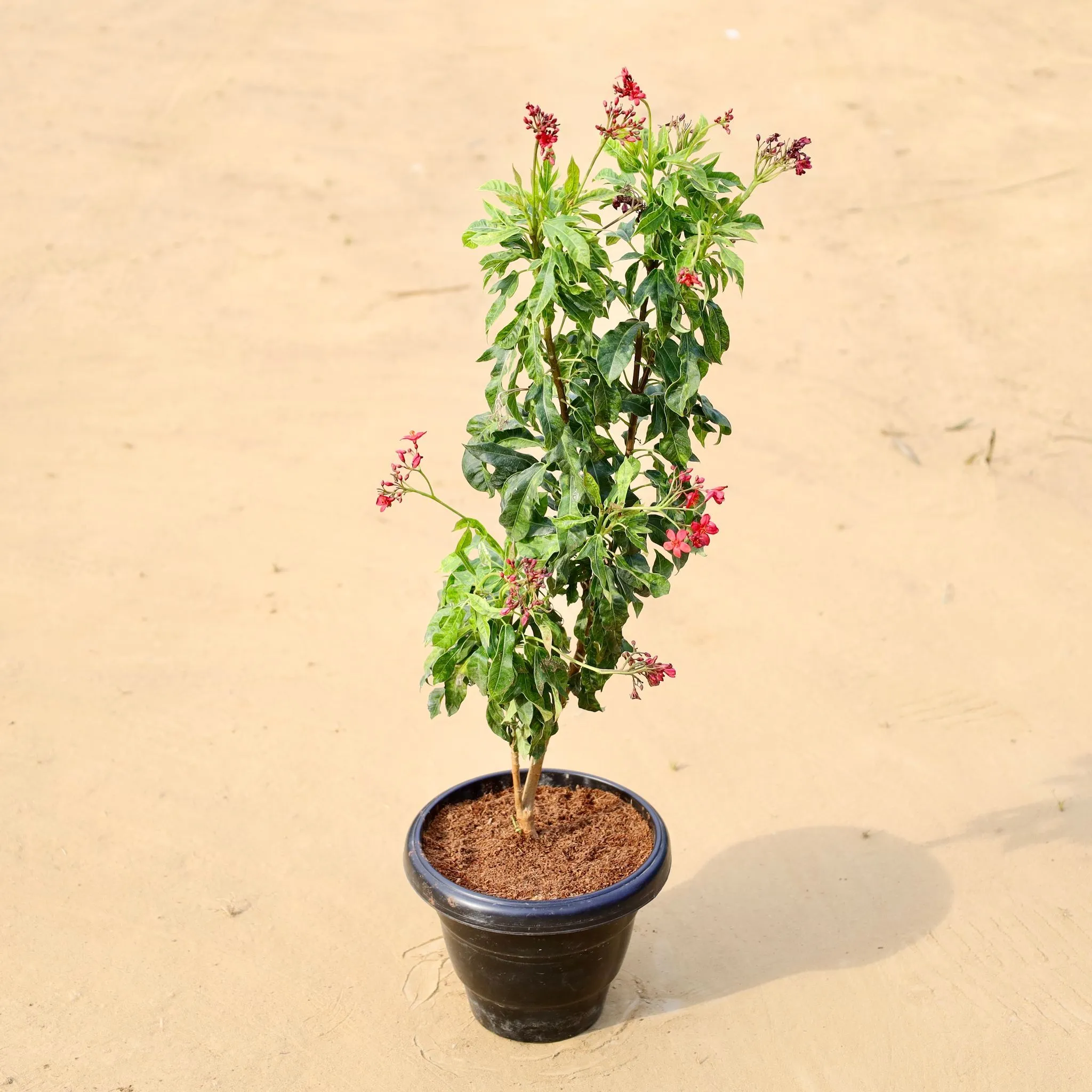 Jatropha Red (~2 Ft) Pune in 8 Inch Black Classy Plastic Pot