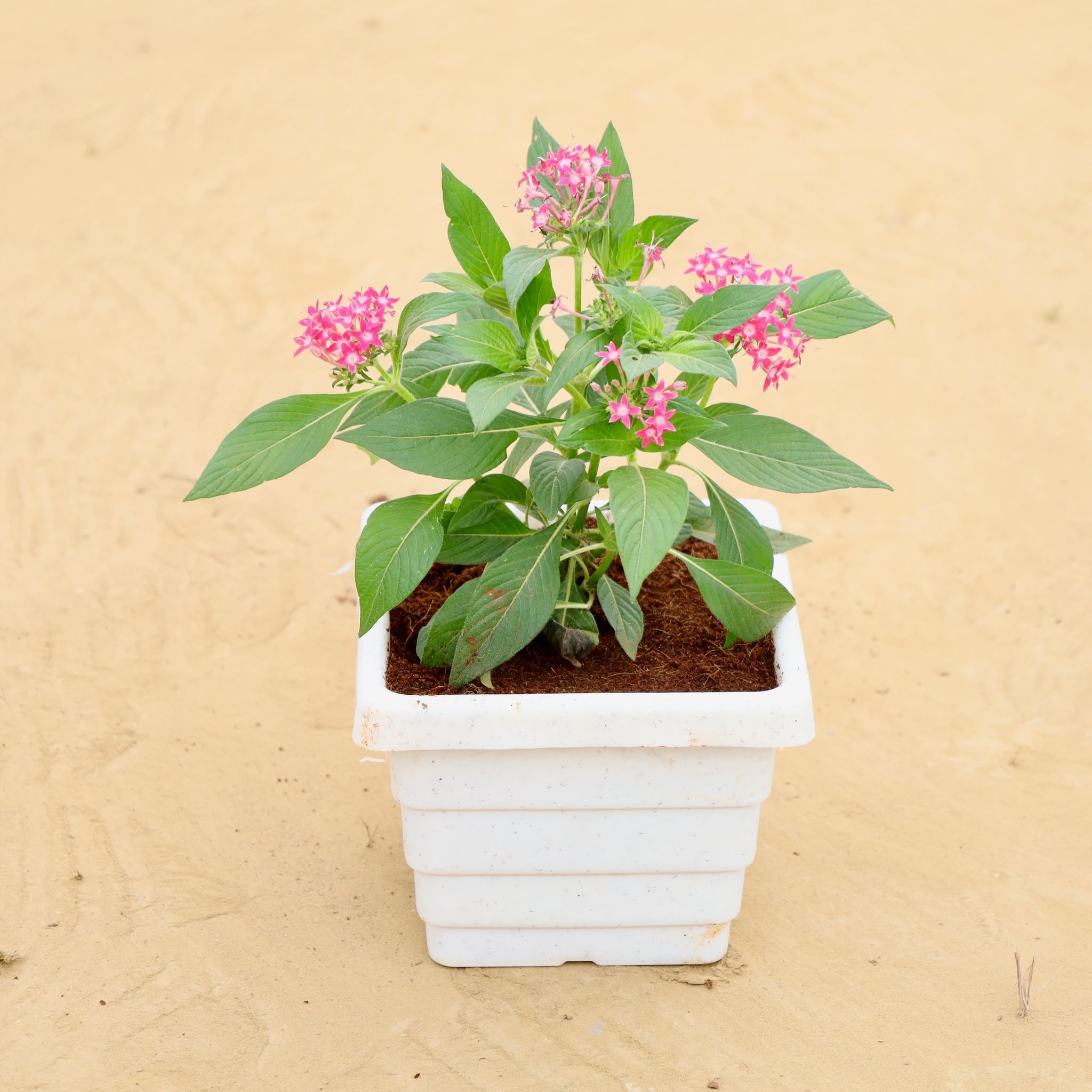 Pentas (any colour) Pune in 6 Inch White Marble Premium Orchid Square Plastic Pot