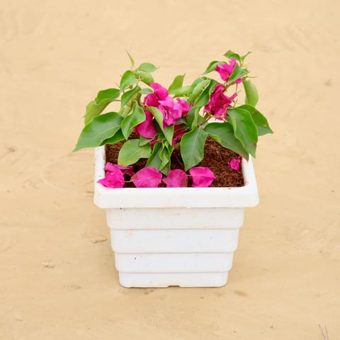 Bougainvillea Pink Dwaf Pune in 6 Inch White Marble Premium Orchid Square Plastic Pot