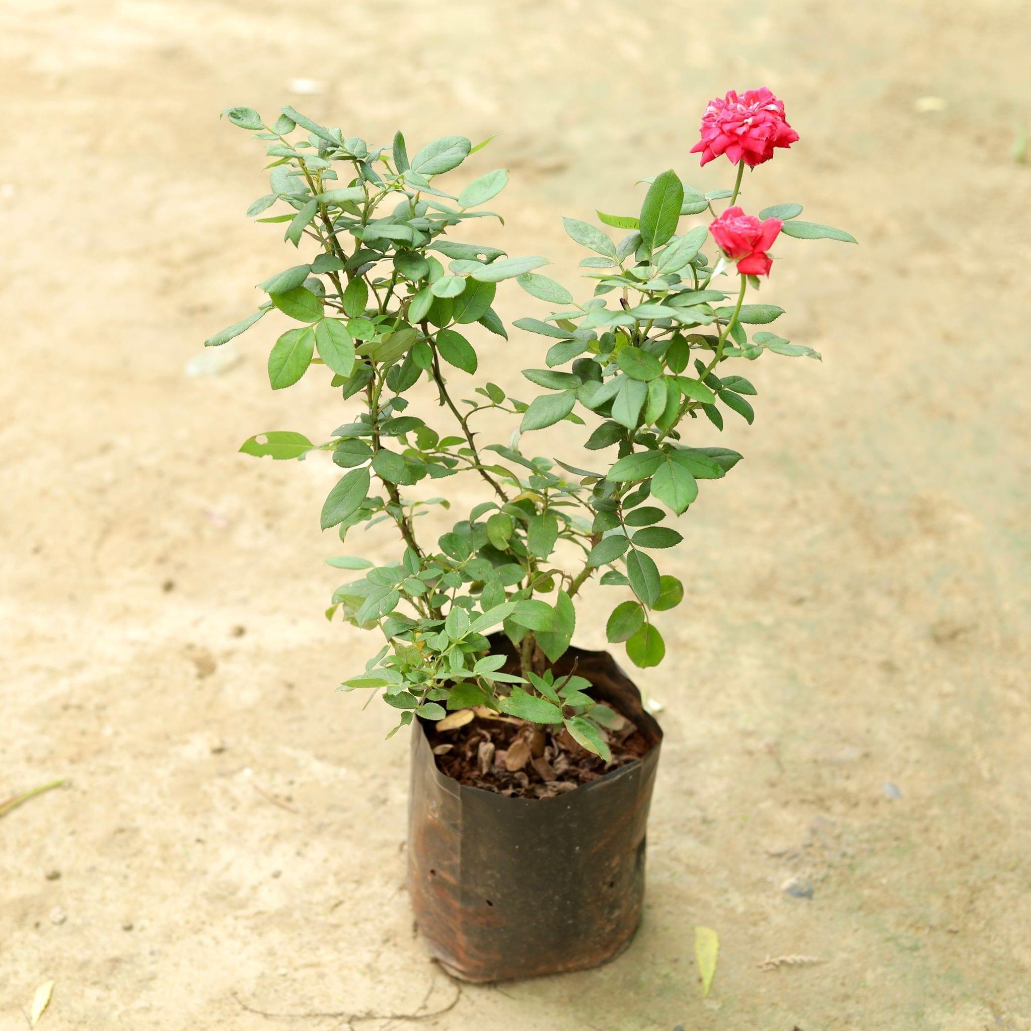 English Rose / Gulab (any colour) Pune in 5 Inch Nursery Bag