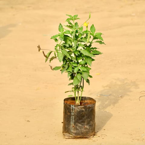 Crossandra Orange Pune in 6 Inch Nursery Bag