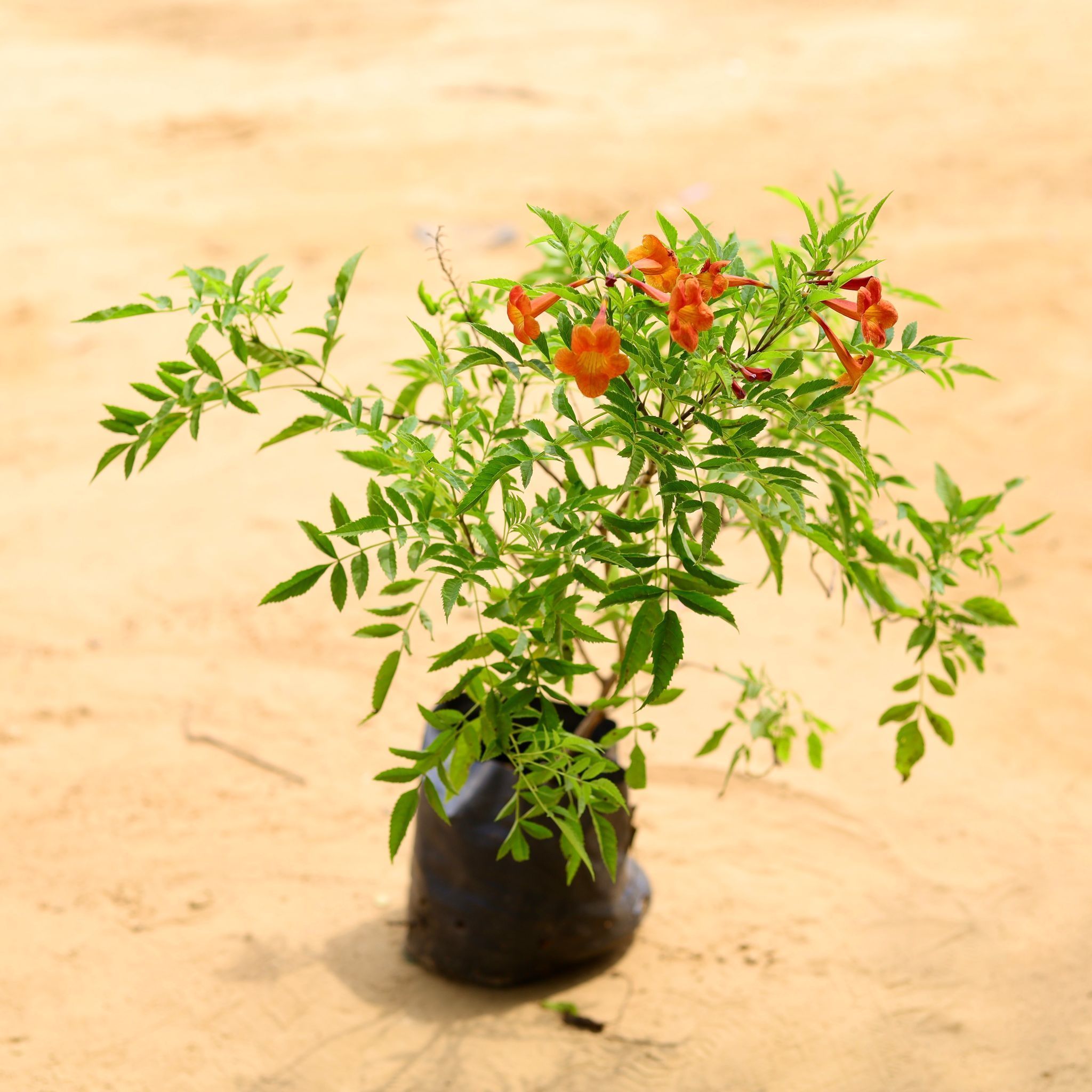 Tecoma (any colour) Pune in 4 Inch Nursery Bag