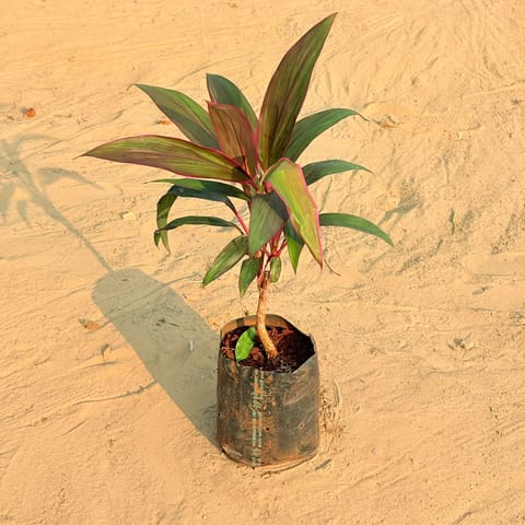 Dracaena Cordyline Brown Pune in 6 Inch Live Fresh Plant Nursery Bag in Mumbai Mumbai
