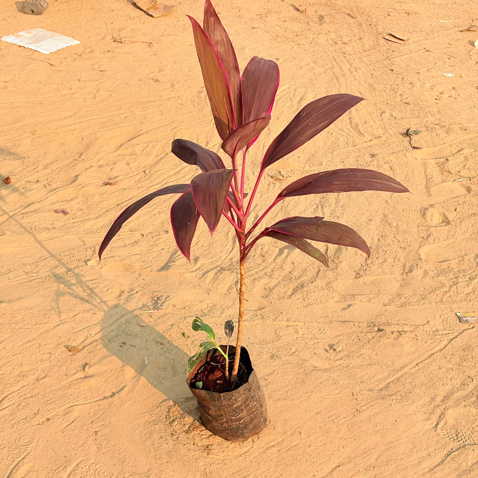 Dracaena Rosea Pune in 6 Inch Nursery Bag