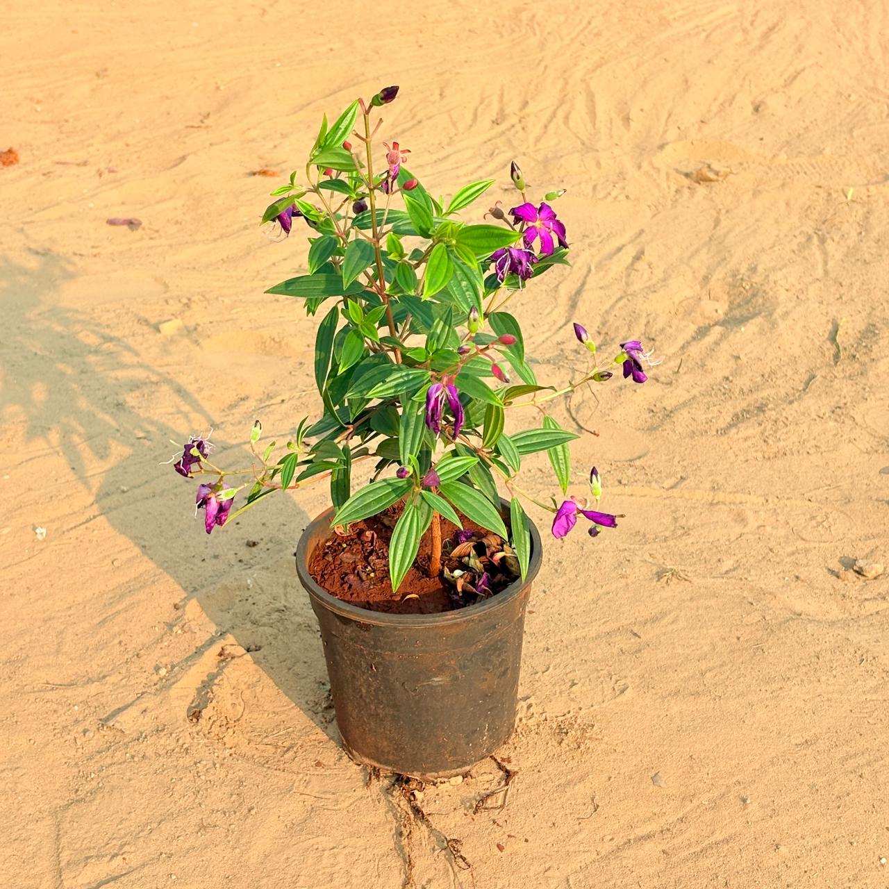 Exotic Princess Flower / Begum Bahar Purple Pune in 6 Inch Nursery Pot