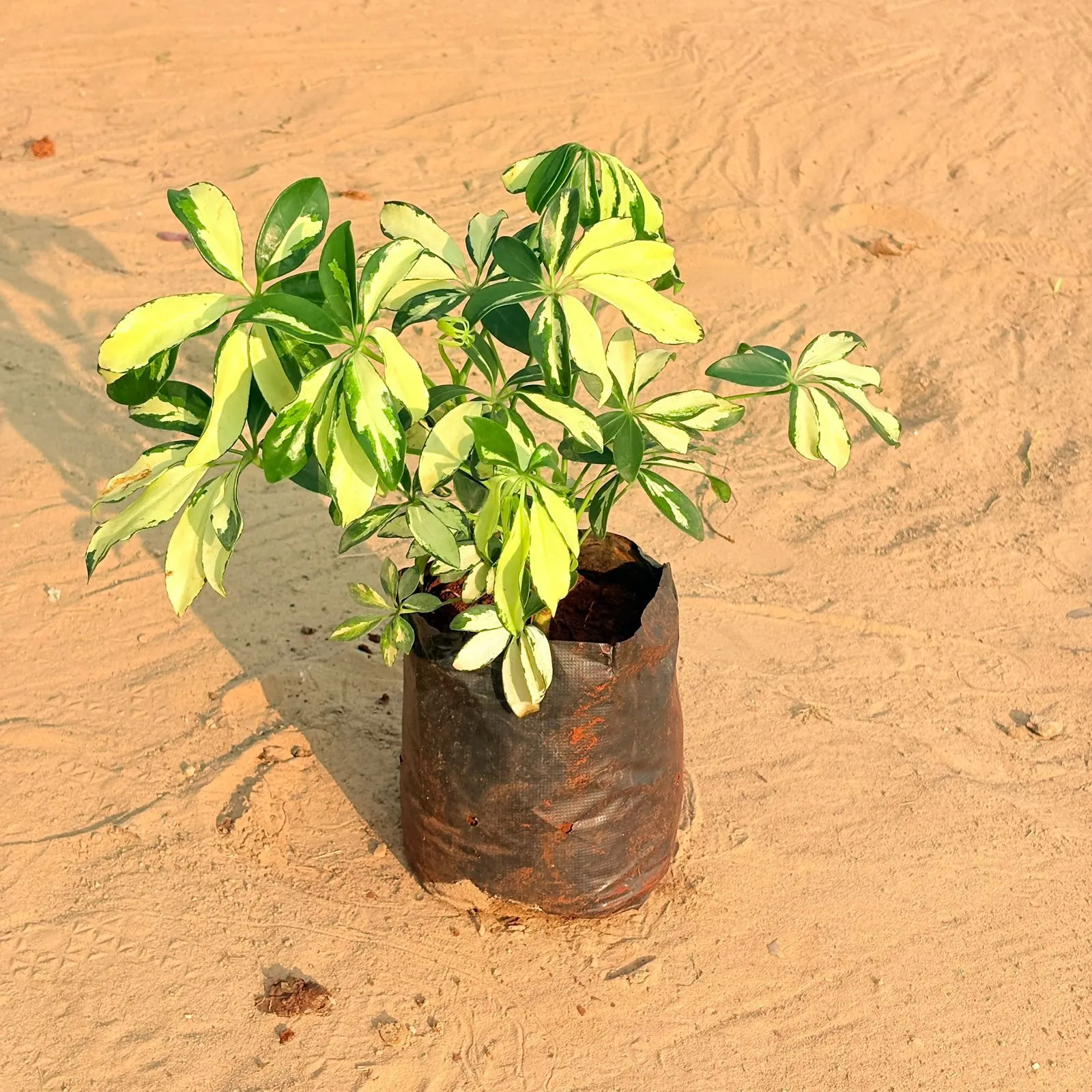 Schefflera Brassia Pune in 6 Inch Nursery Bag