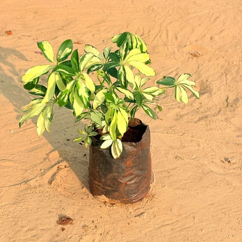 Schefflera Brassia Pune in 6 Inch Nursery Bag
