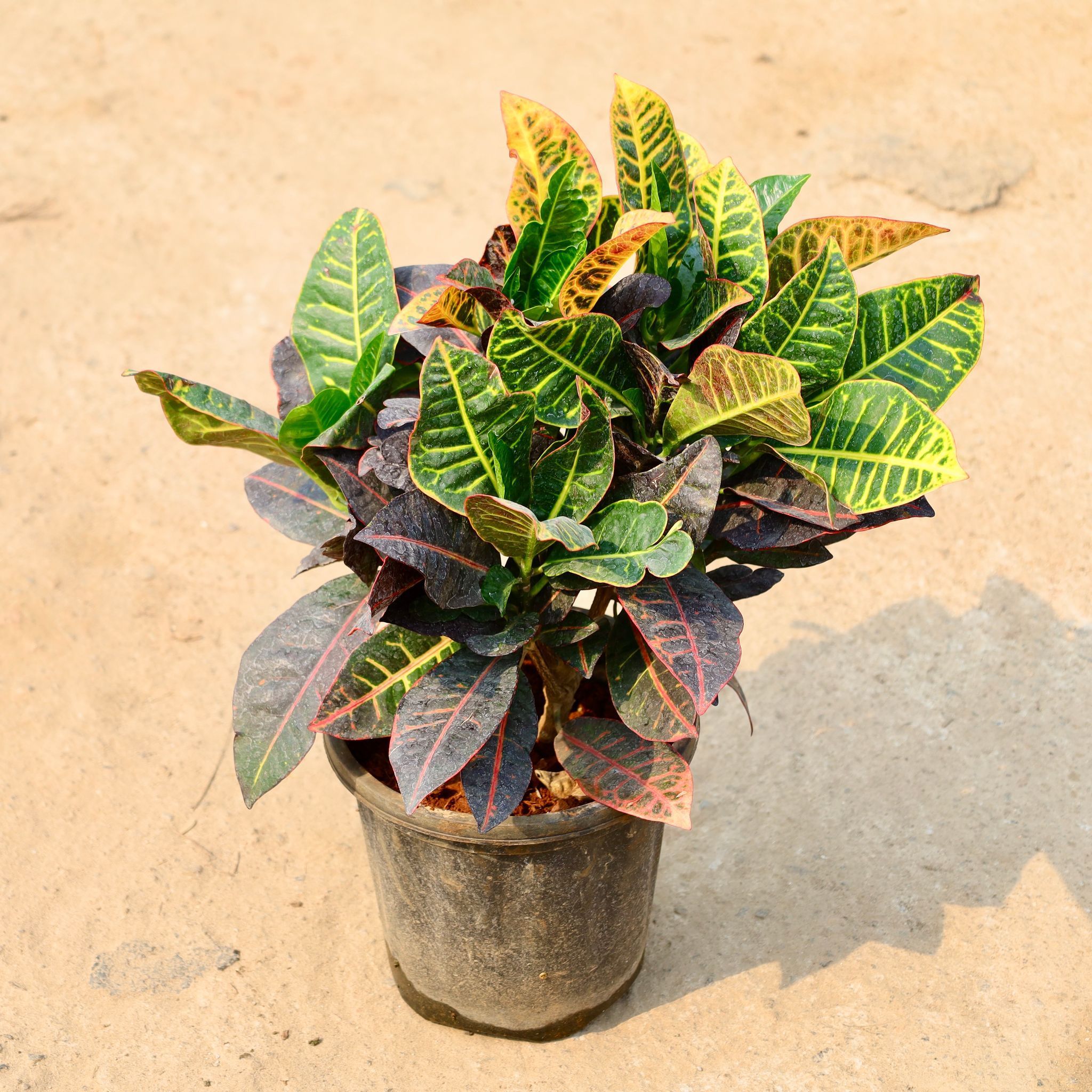 Croton Petra Pune in 8 Inch Nursery Pot