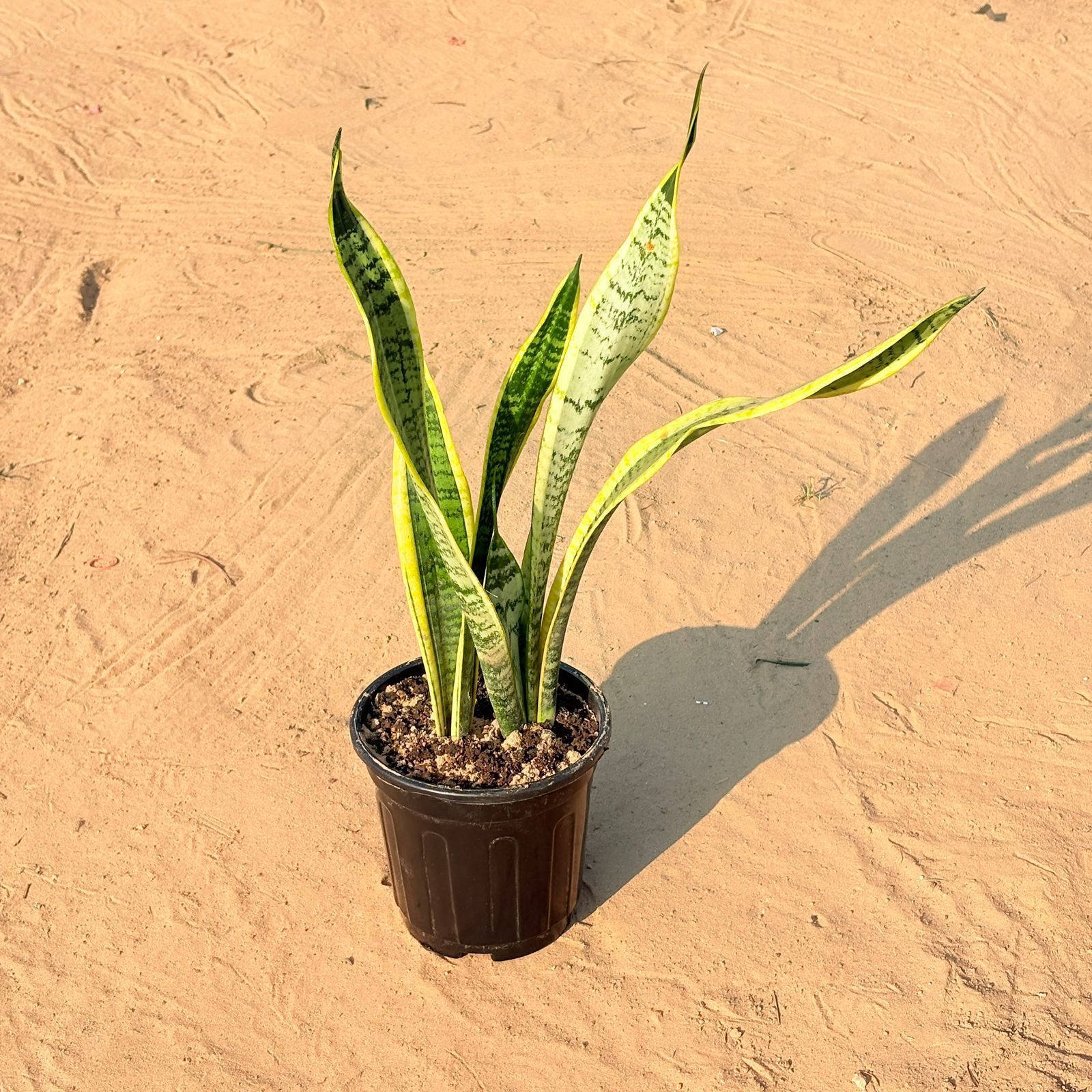Snake Yellow in 6 Inch Black Super Nursery Pot