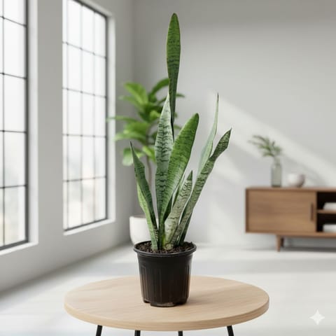 Air Purifying Snake Plant Green (~ 1 Ft) in 6 Inch Nursery Pot