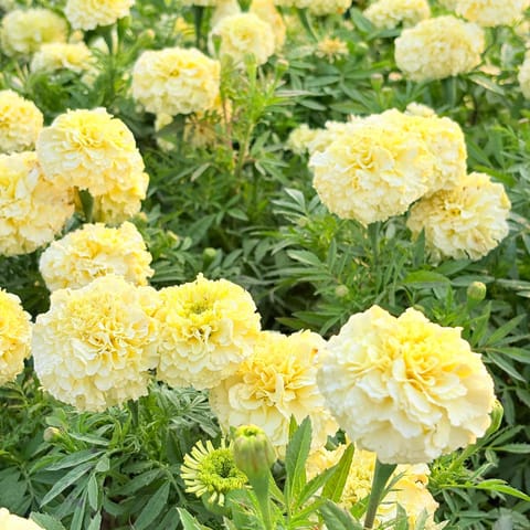 Rare Marigold / Genda White in 3 Inch Nursery Bag