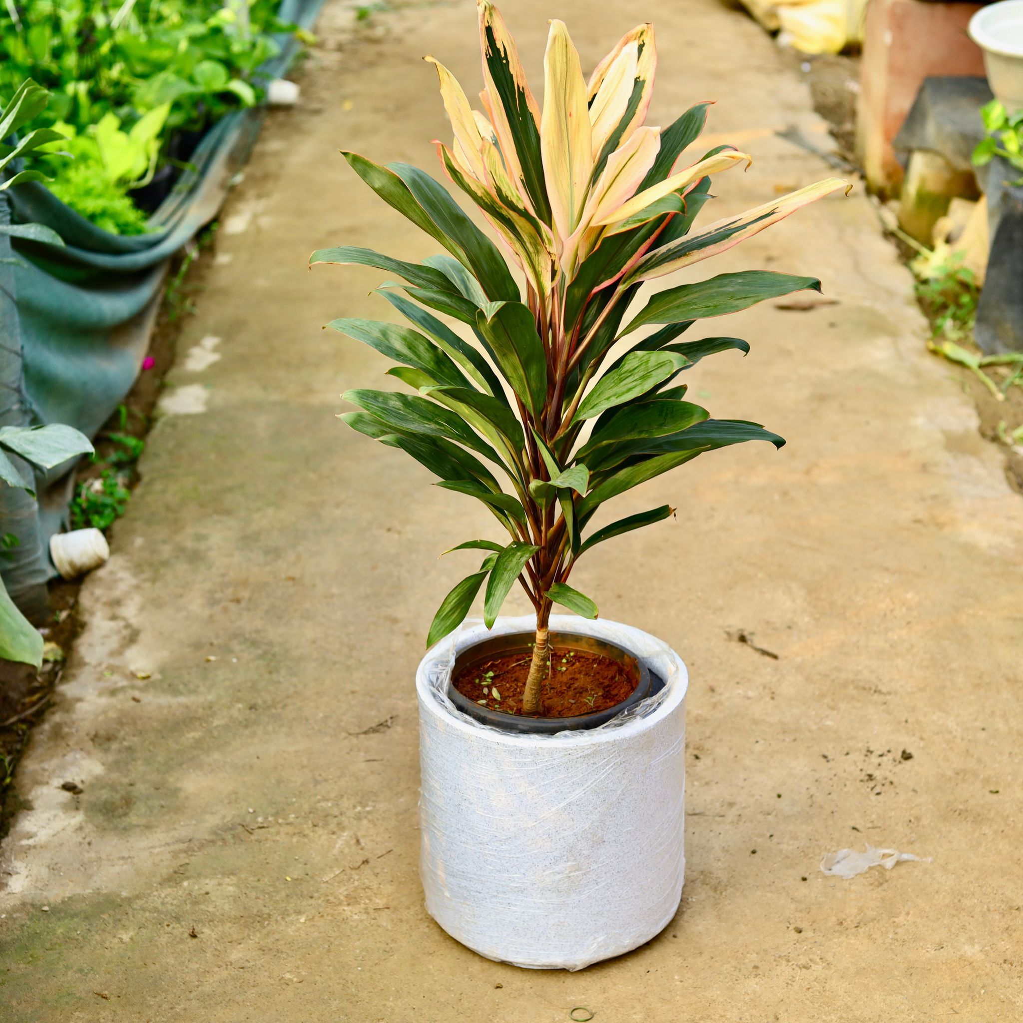 Dracaena Cordyline White Pune in 11 X 11 Inch White Premium Dochieo Fiberglass Planter- Durable large size decorative fiber pot for indoor outdoor plants with 5 year warranty
