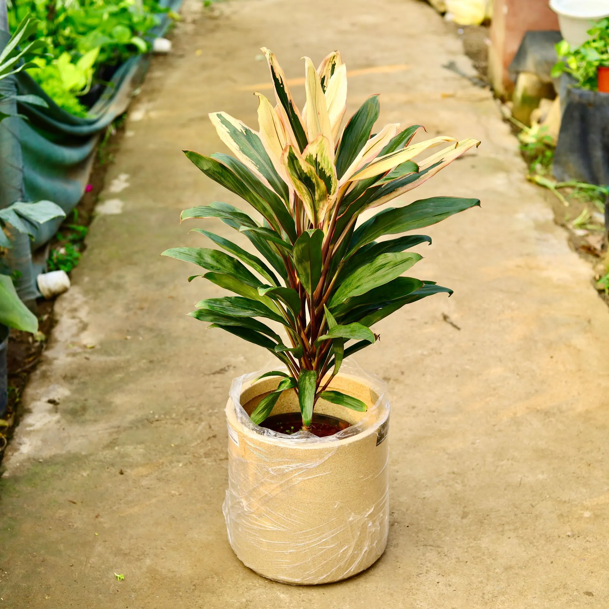 Dracaena Cordyline White Pune in 11 X 11 Inch Sandstone Premium Dochieo Fiberglass Planter- Durable large size decorative fiber pot for indoor outdoor plants with 5 year warranty