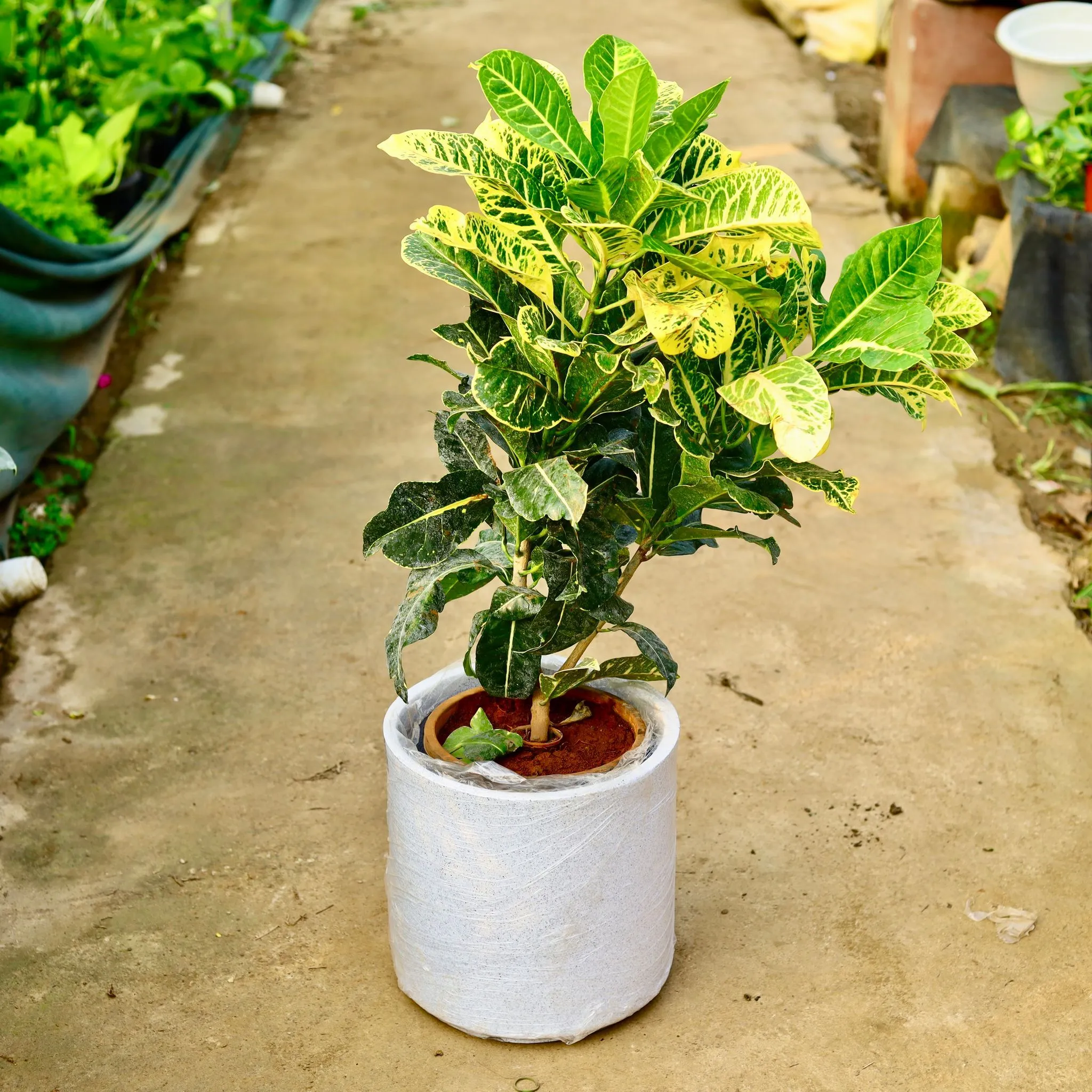 Croton Petra Green Pune in 11 X 11 Inch White Premium Dochieo Fiberglass Planter- Durable large size decorative fiber pot for indoor outdoor plants with 5 year warranty