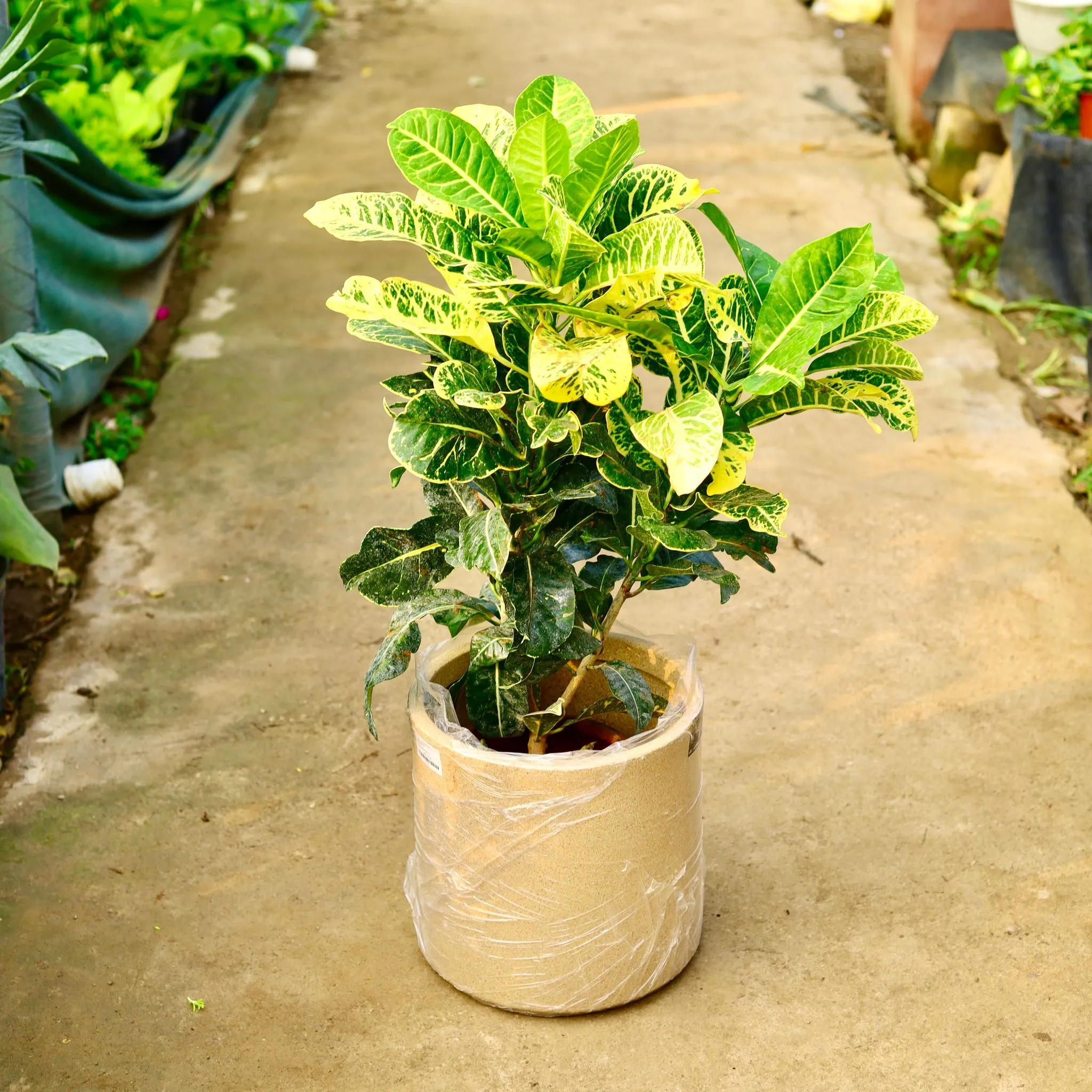 Croton Petra Green Pune in 11 X 11 Inch Sandstone Premium Dochieo Fiberglass Planter- Durable large size decorative fiber pot for indoor outdoor plants with 5 year warranty