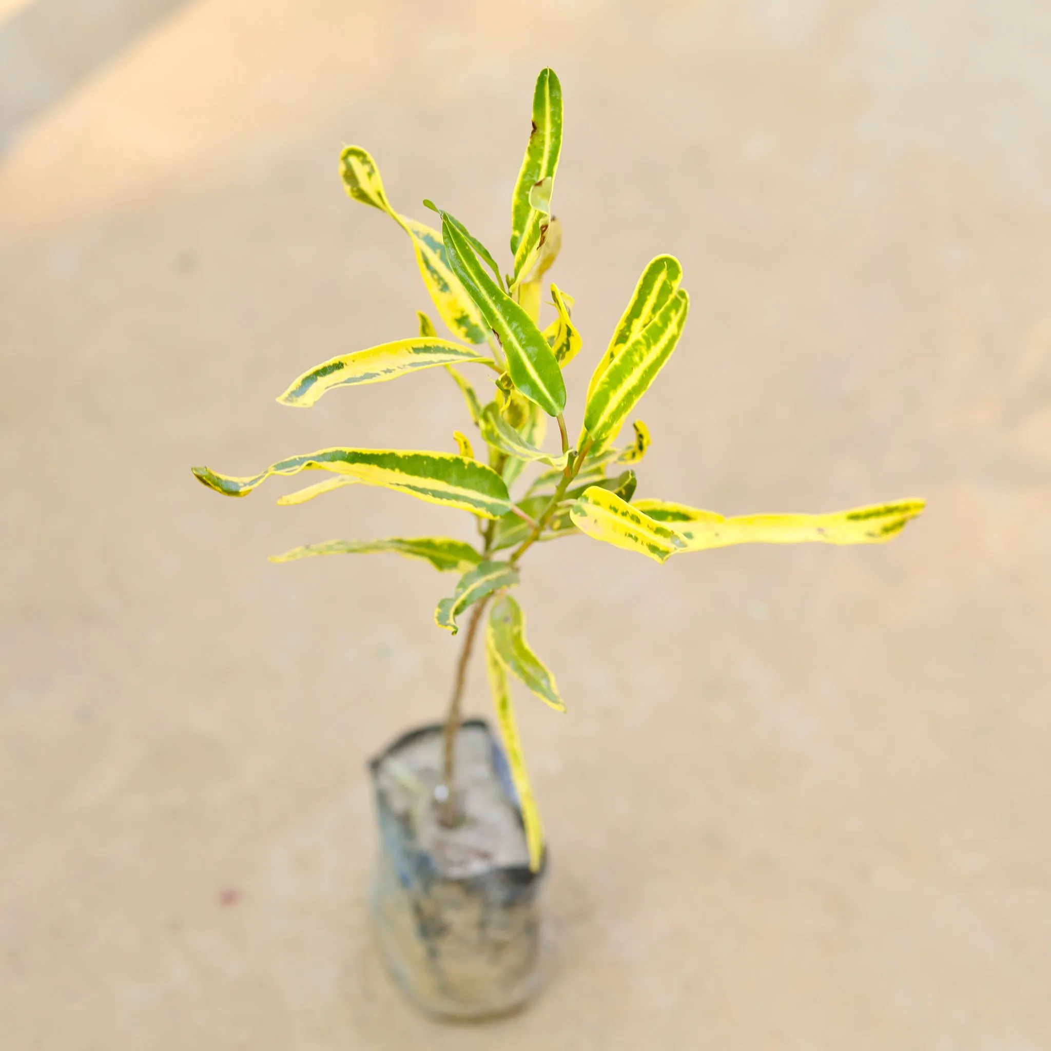 Croton Sunny Star in 3 Inch Nursery Bag