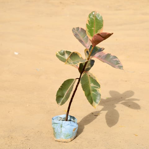 Air Purifying - Rubber Variegated in 6 Inch Nursery Bag