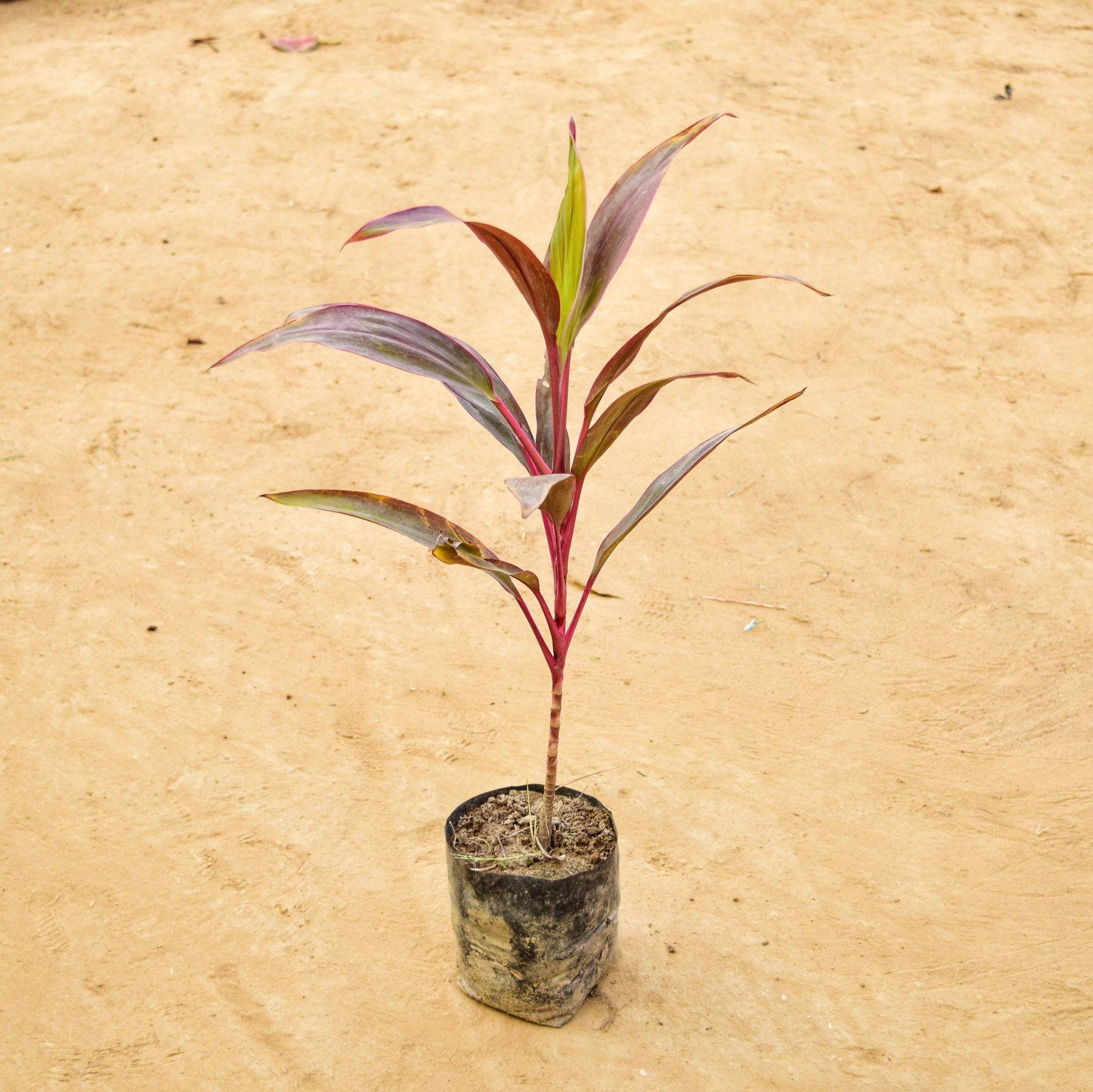 Dracaena Rosea Narrow in 3 Inch Nursery Bag