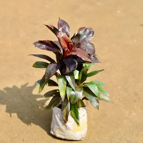 Air Purifying - Dracaena Crimson Crush ~ 2 ft in 4 inch Nursery Bag