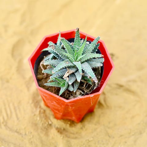 Haworthia Zebrina Succulent in 4 Inch Live Fresh Plant Red Premium Diamanti Plastic Pot in Nirman Vihar Delhi