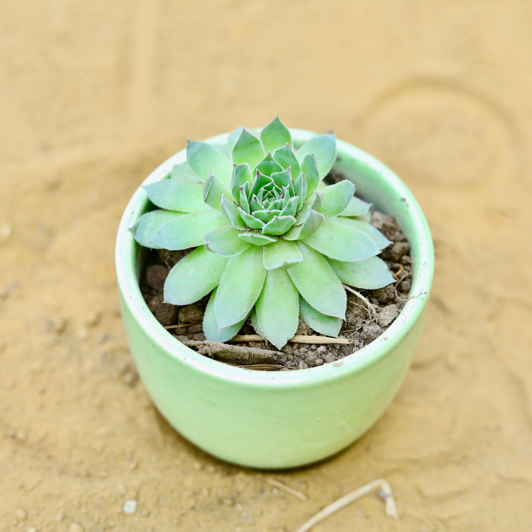 Lakshmi Kamal Succulent in 3 Inch Green Classy Cup Ceramic Pot