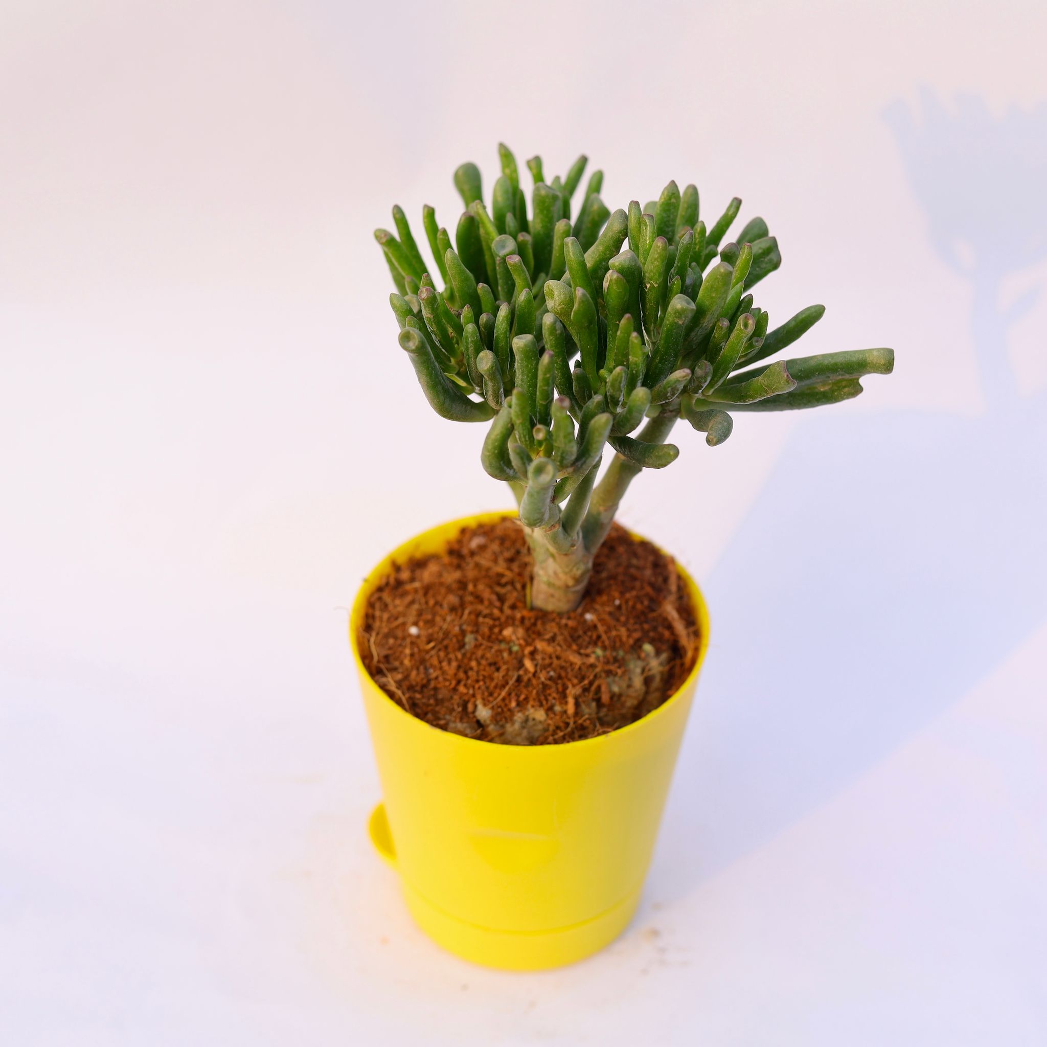 Crassula Gollum Jade in 4 Inch Yellow Florence Self Watering Pot
