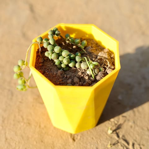String of Pearls Green Succulent in 4 Inch Yellow Premium Diamanti Plastic Pot