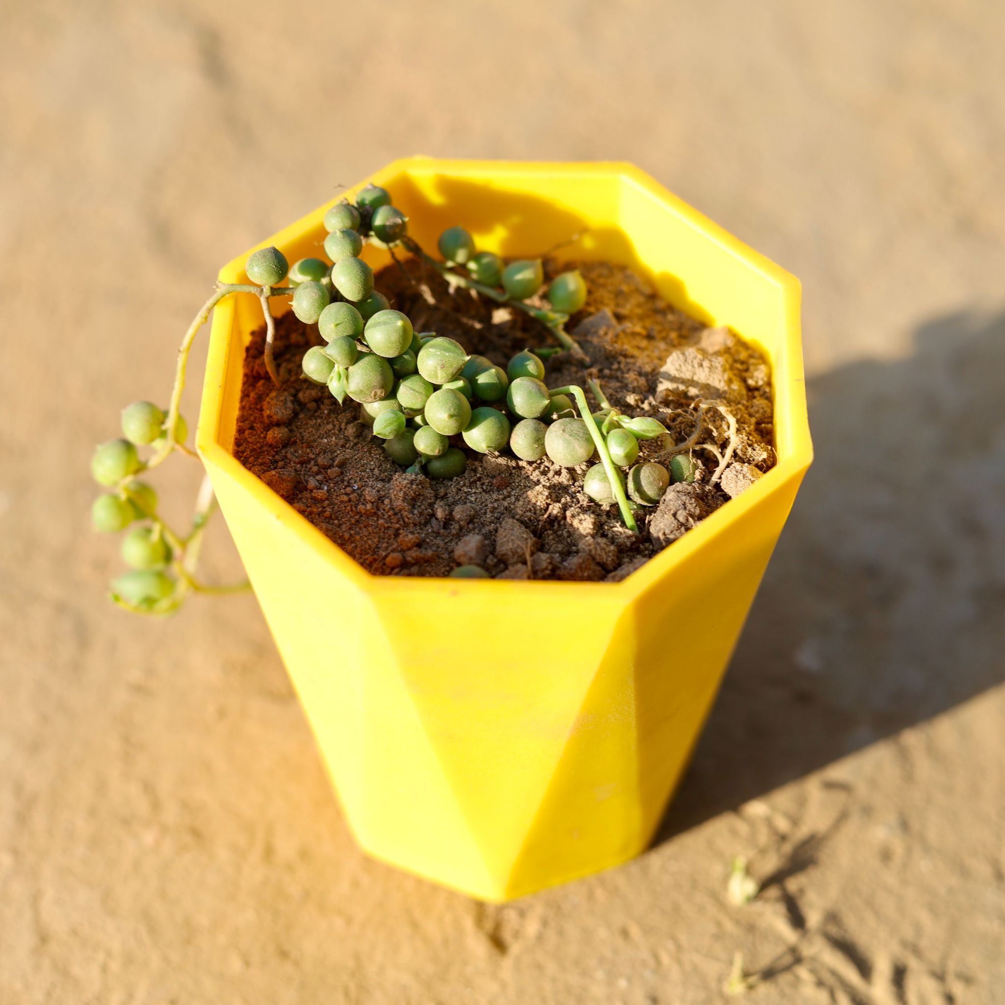 String of Pearls Green Succulent in 4 Inch Yellow Premium Diamanti Plastic Pot