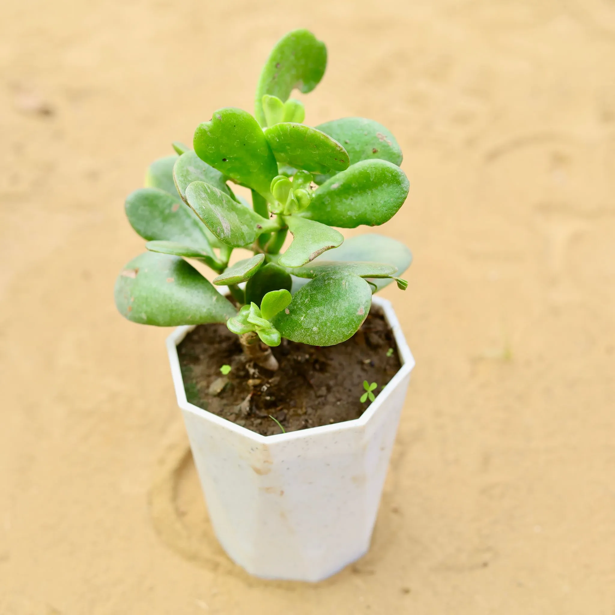 Crassula Ovata Succulent in 4 inch White Premium Diamanti Plastic Pot