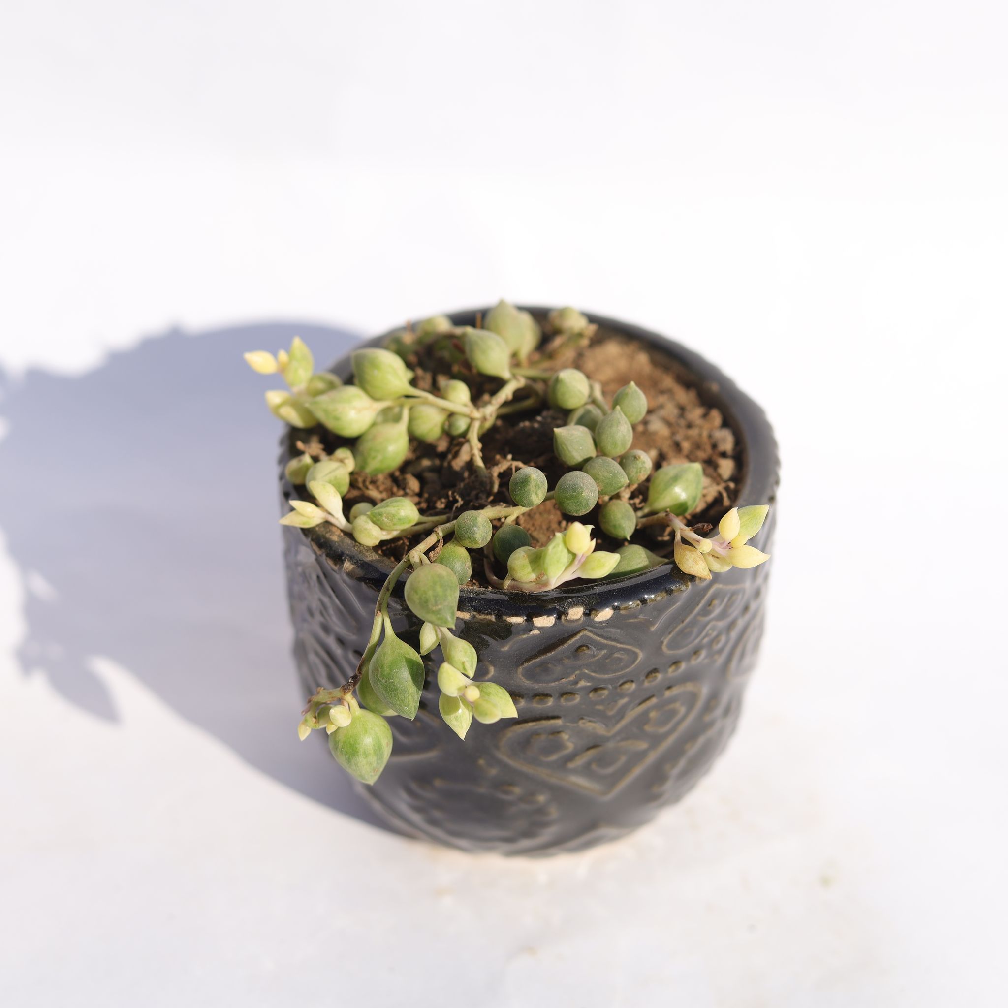 String of Pearls Green Succulent in 3.5 Inch Black 3D Heart Handcrafted Textured Ceramic Pot  Minimalist Glossy Succulent Pot, Indoor Flower Pot for Home and Office D cor