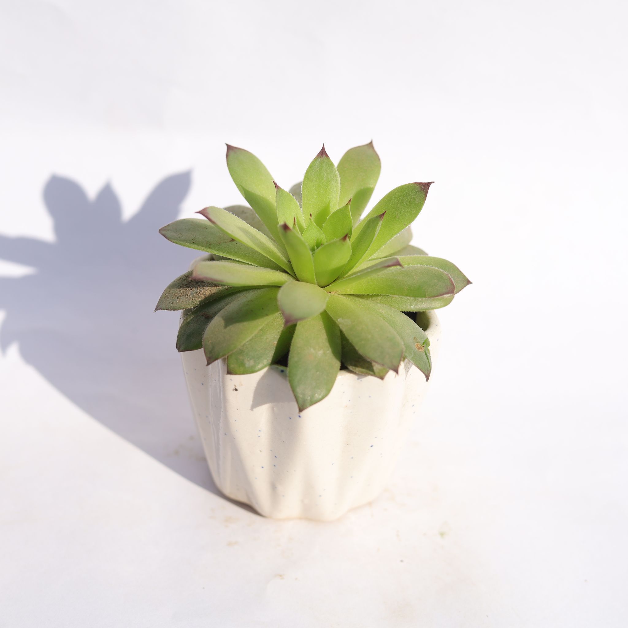 Lakshmi Kamal Succulent in 4 Inch Vibrant White Ripple Ceramic Planter