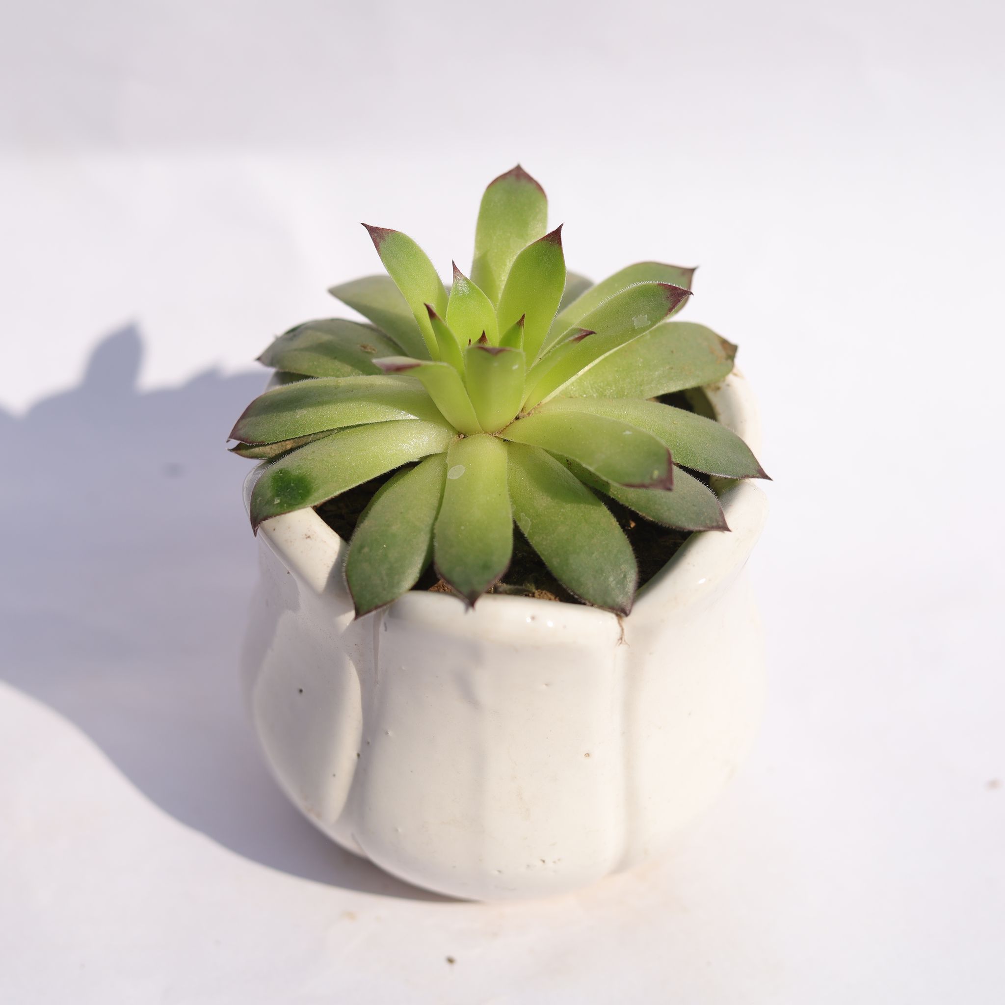 Lakshmi Kamal Succulent in 3.5 Inch White Tulip Ceramic Pot