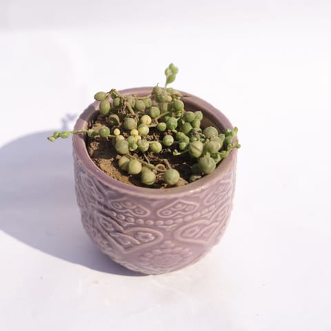 String of Pearls Green Succulent in 3.5 Inch Purple 3D Heart Handcrafted Textured Ceramic Pot  Minimalist Glossy Succulent Pot, Indoor Flower Pot for Home and Office D cor