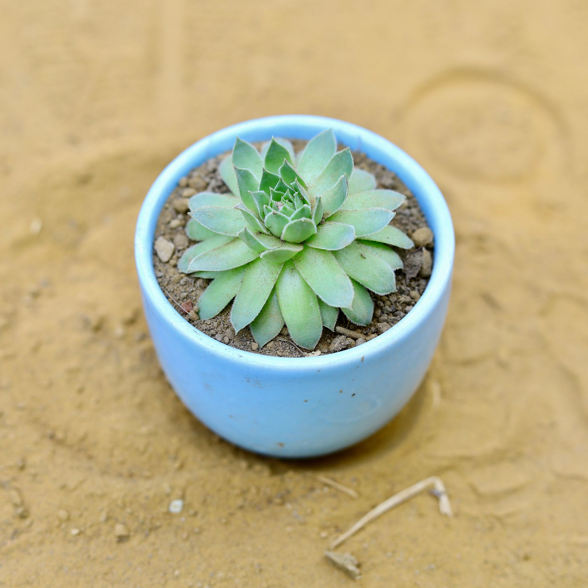 Lakshmi Kamal Succulent in 3 Inch Blue Classy Cup Ceramic Pot