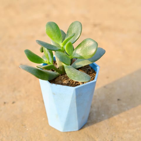 Crassula Ovata Succulent in 4 Inch Blue Marble Premium Diamanti Plastic Pot